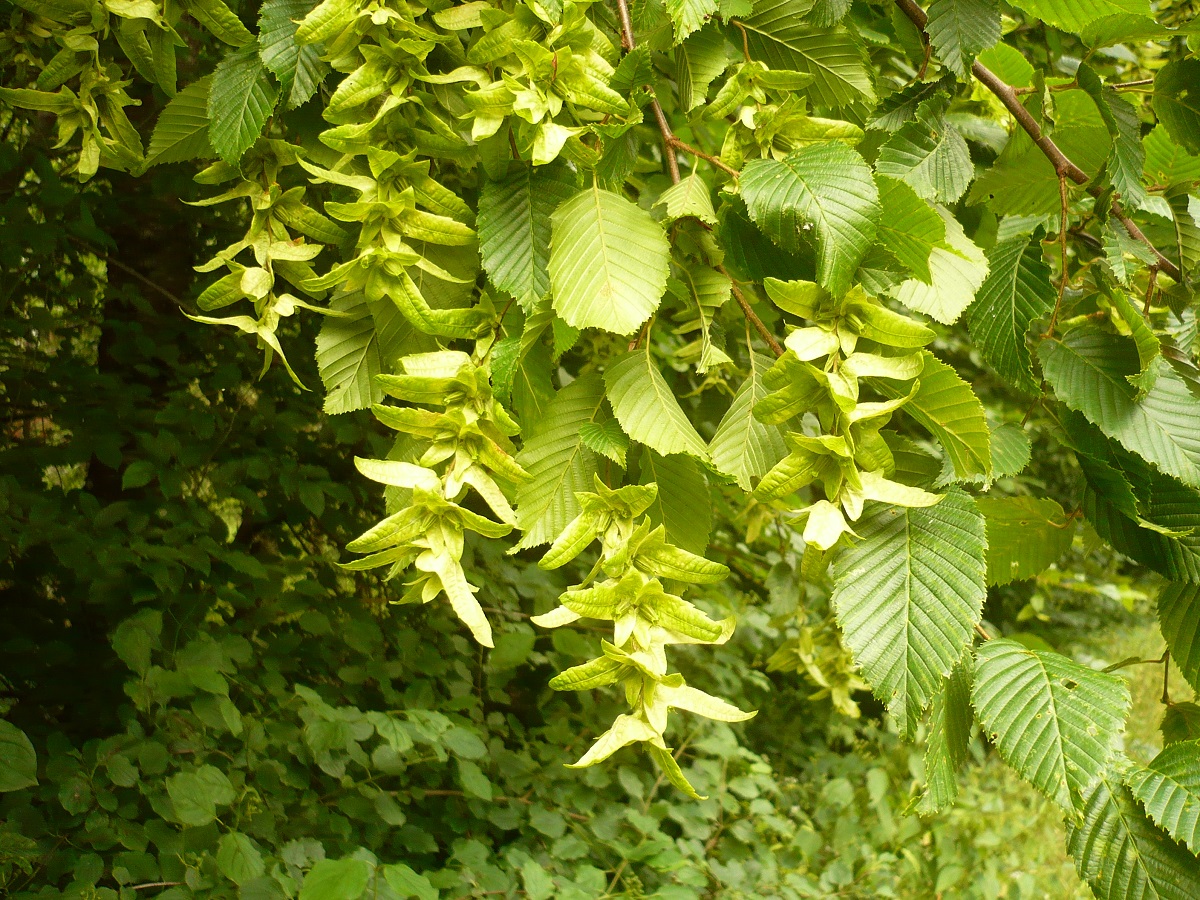 Carpinus betulus (Betulaceae)